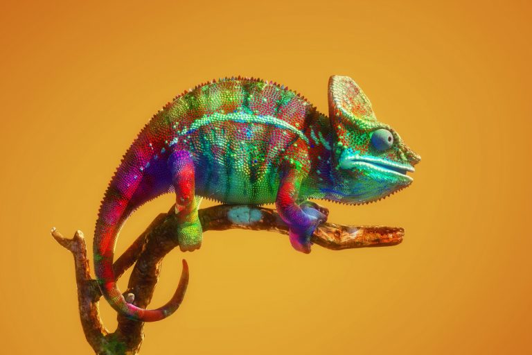 salette_1685197726-1800